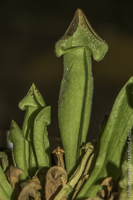 sarracenia
